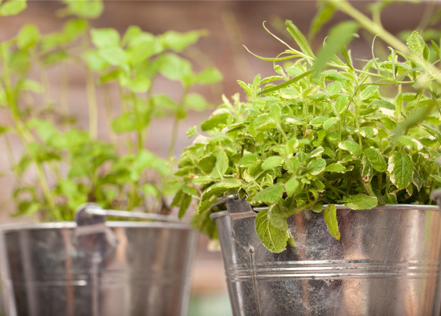 Mentha suaveolens