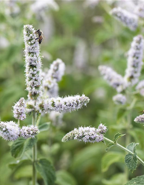 Mentha suaveolens