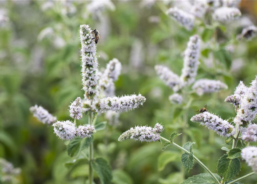 Mentha suaveolens