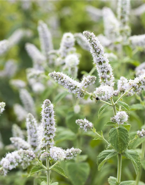 Mentha suaveolens