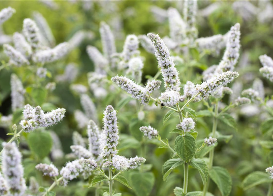 Mentha suaveolens