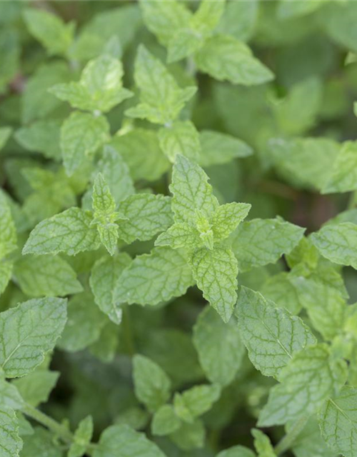 Mentha piperita Black Mitcham