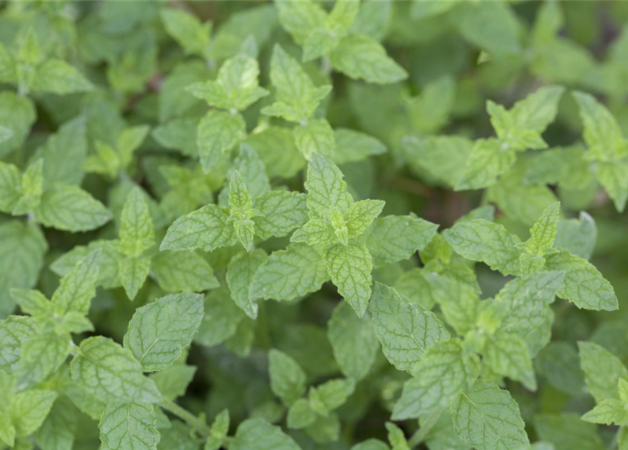 Mentha piperita Black Mitcham