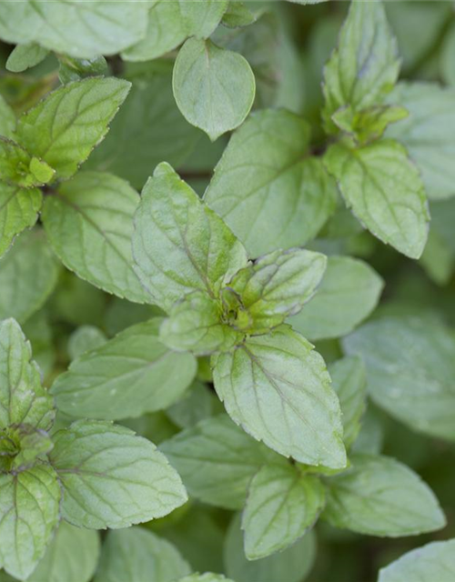 Mentha piperita Black Mitcham