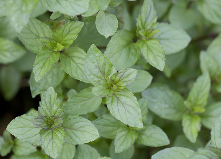 Mentha piperita Black Mitcham