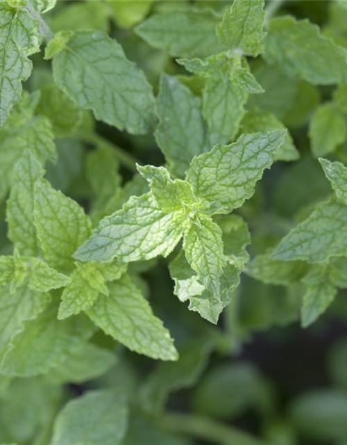 Mentha piperita Black Mitcham