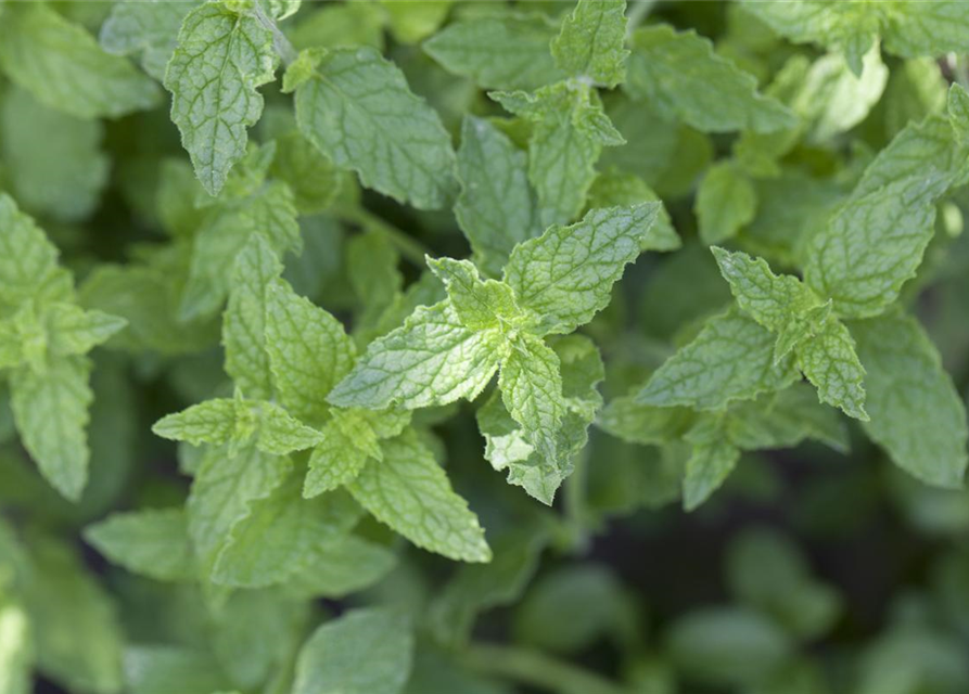 Mentha piperita Black Mitcham