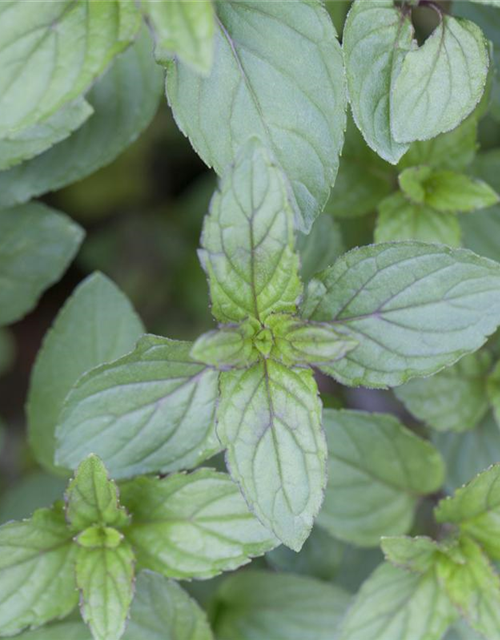 Mentha piperita Black Mitcham