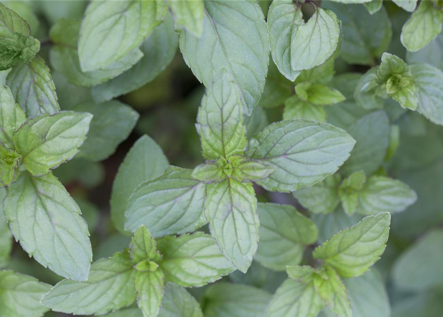 Mentha piperita Black Mitcham