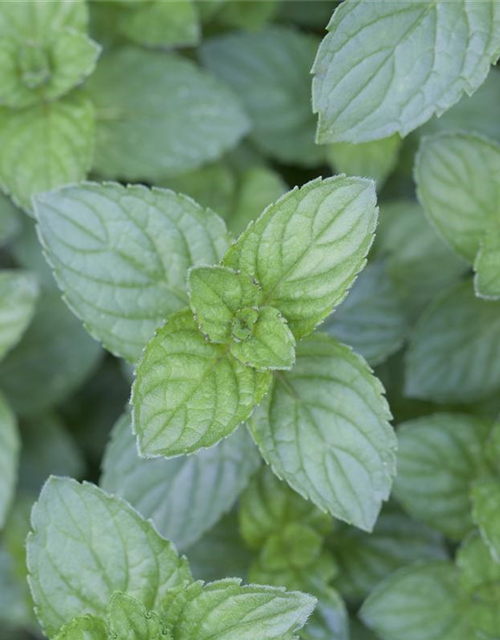 Mentha piperita Black Mitcham