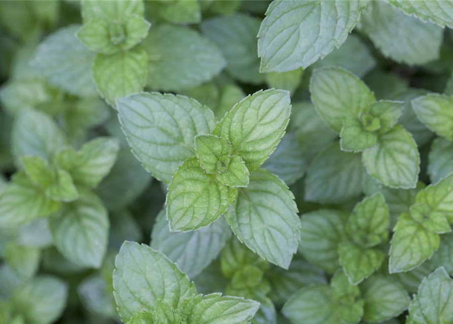 Mentha piperita Black Mitcham