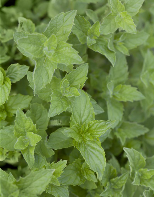 Mentha piperita Black Mitcham