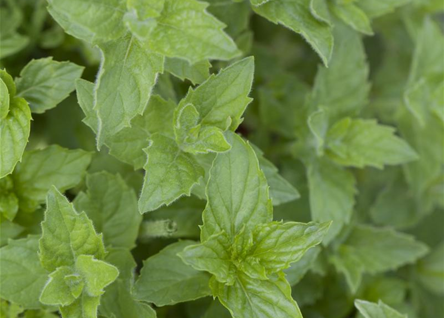 Mentha piperita Black Mitcham