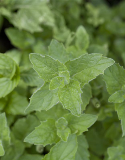 Mentha piperita Black Mitcham