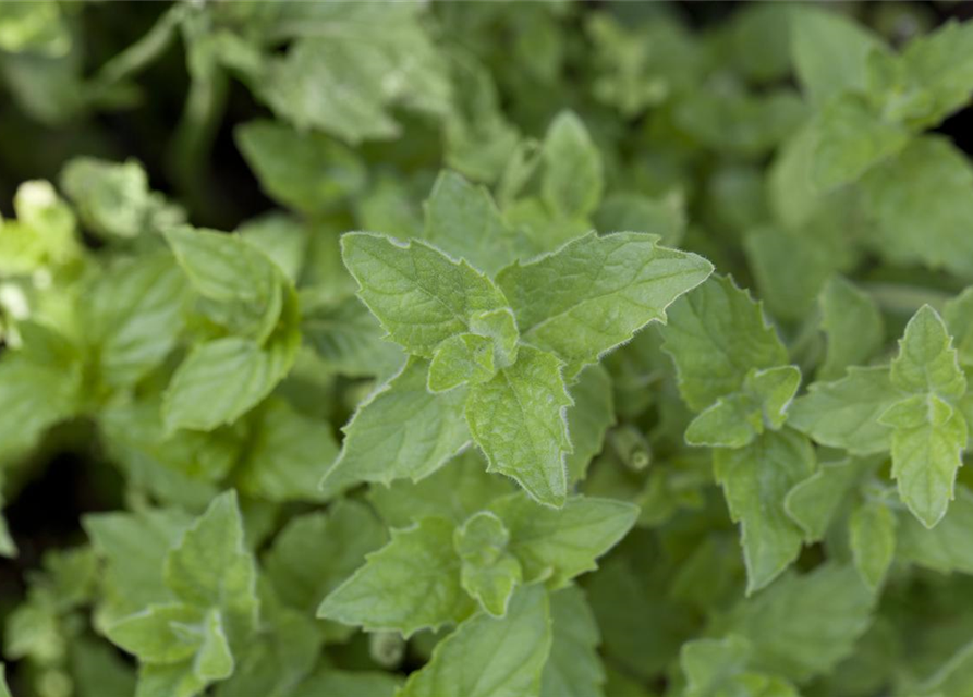 Mentha piperita Black Mitcham