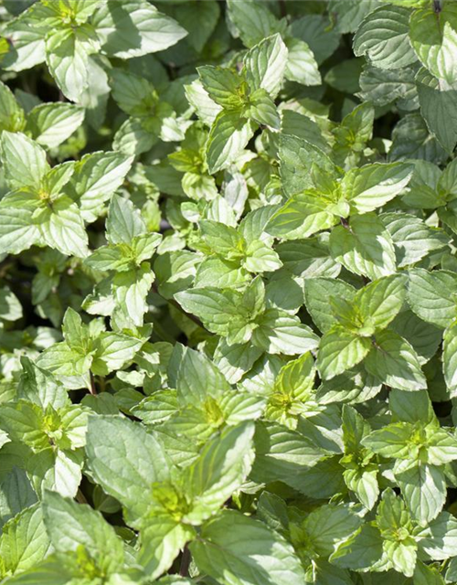 Mentha piperita Black Mitcham