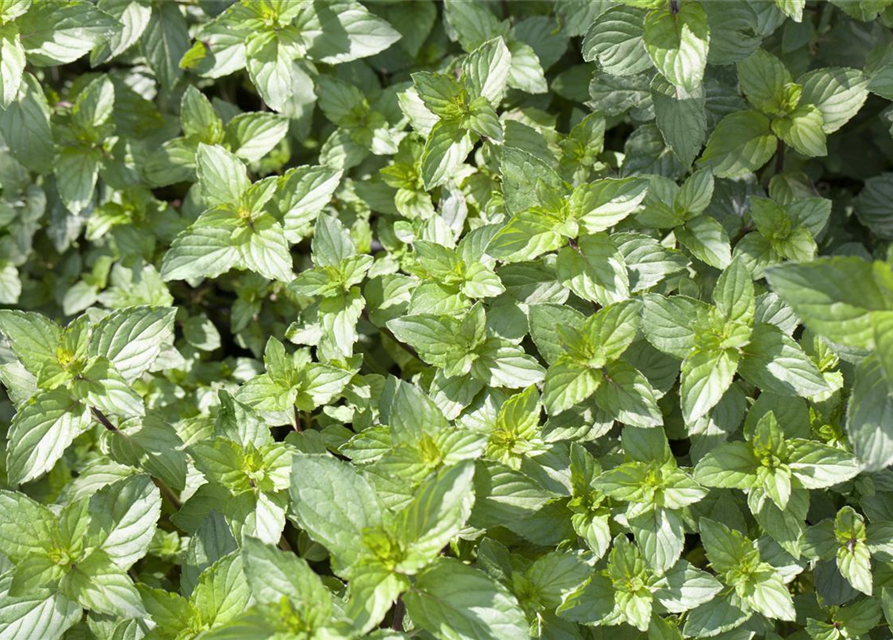 Mentha piperita Black Mitcham