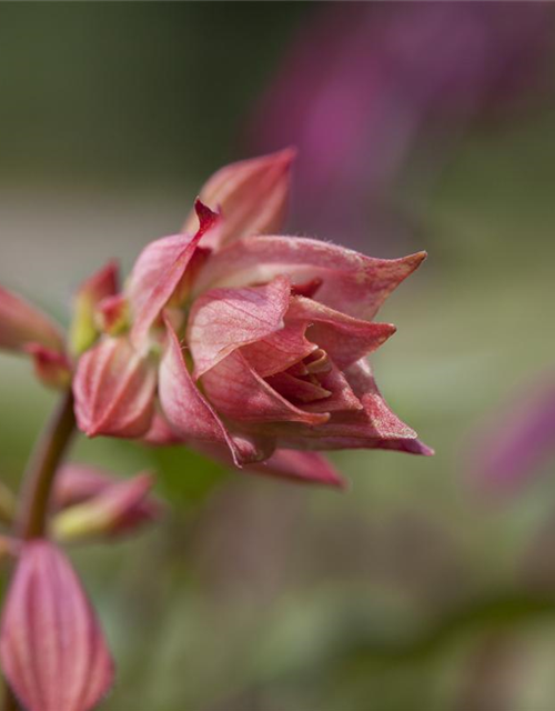 Salvia nemerosa