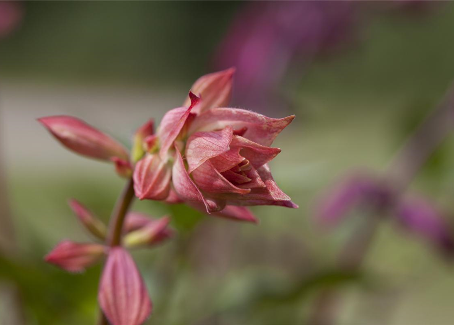 Salvia nemerosa