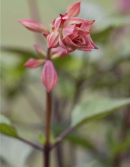 Salvia nemerosa