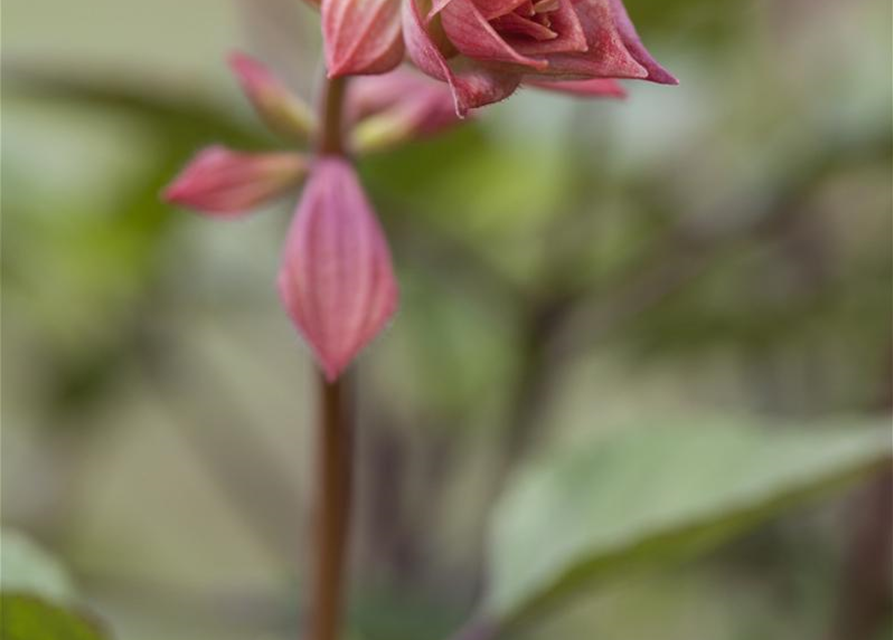 Salvia nemerosa