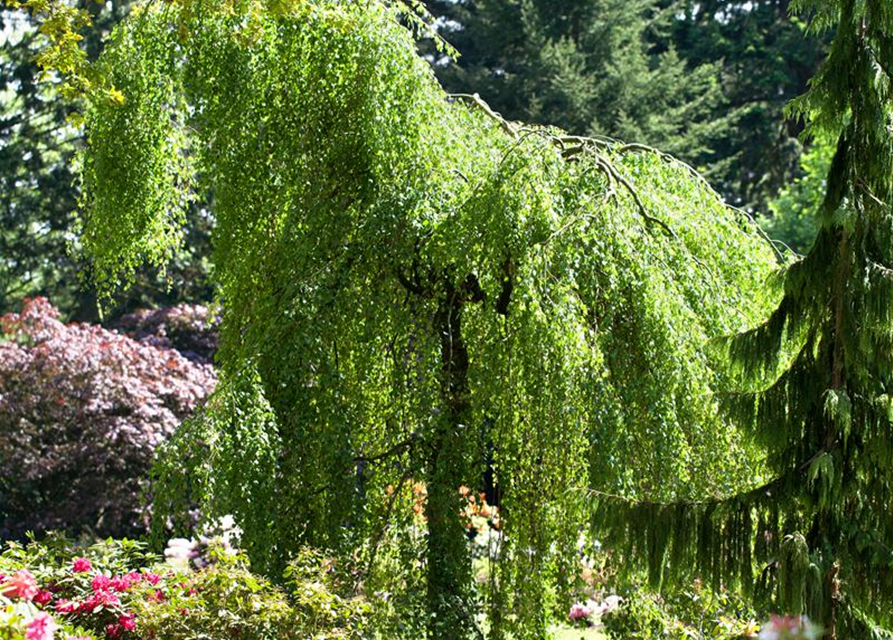 Betula pendula Youngii