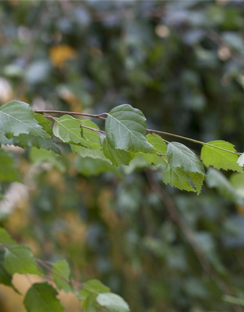 Betula pendula Youngii