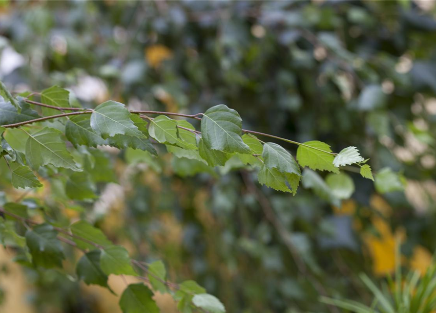 Betula pendula Youngii