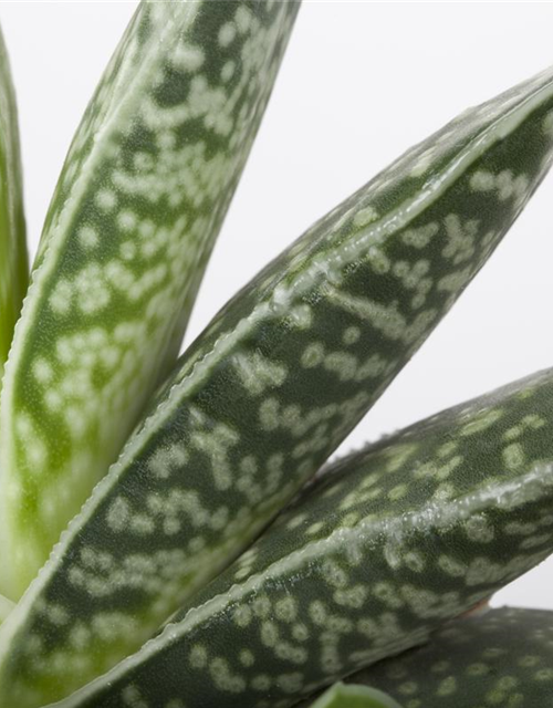 Aloe hybrid Black Gem