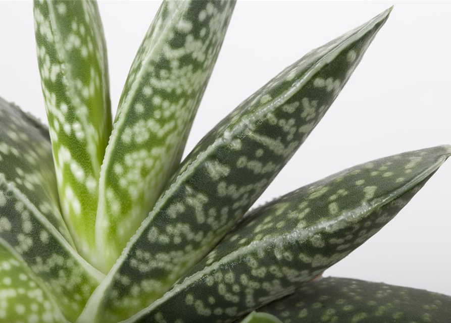 Aloe hybrid Black Gem