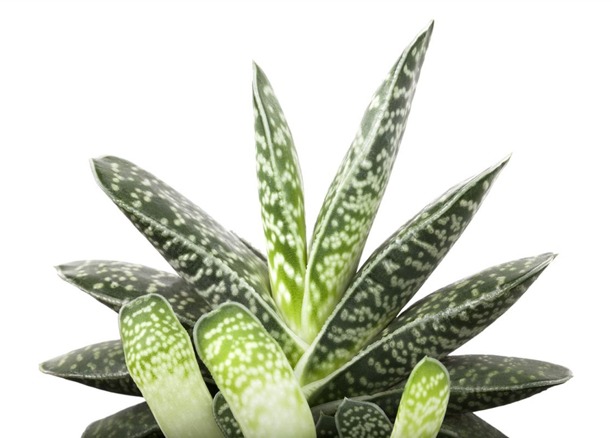 Aloe hybrid Black Gem