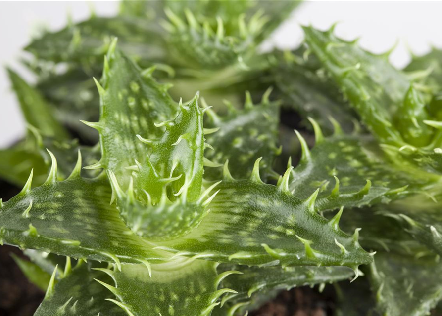 Aloe hybrid Black Gem