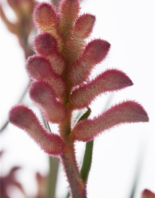 Anigozanthos hybriden