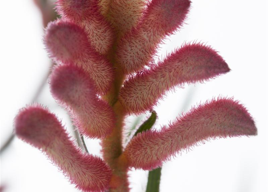 Anigozanthos hybriden