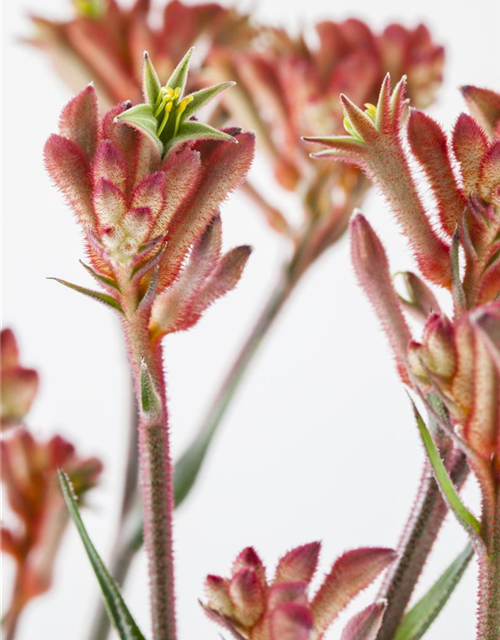 Anigozanthos hybriden