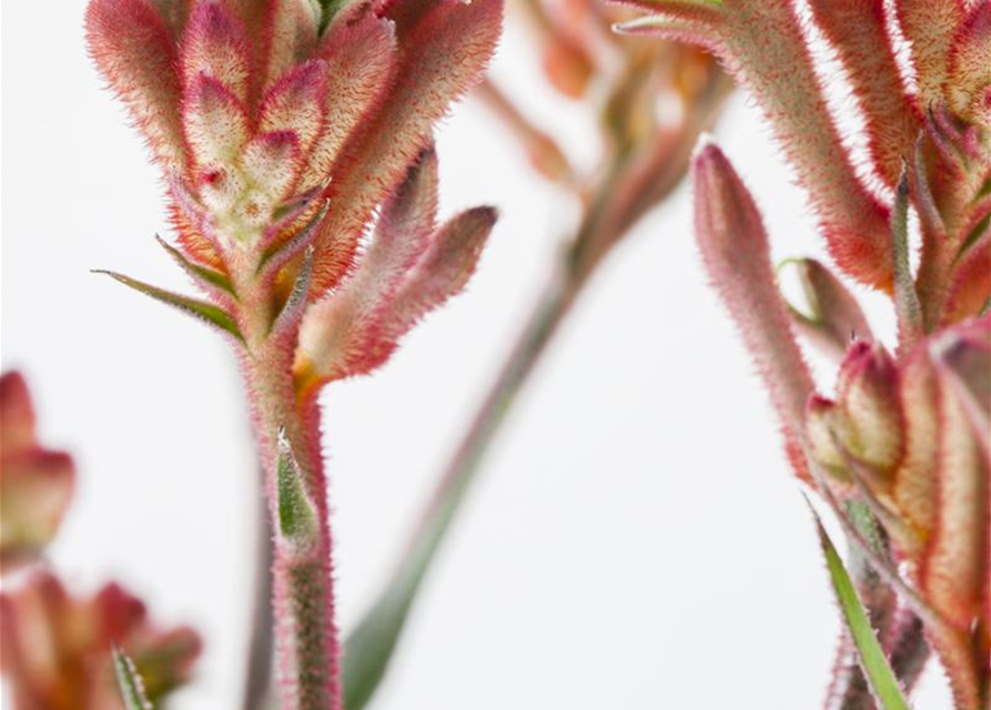 Anigozanthos hybriden