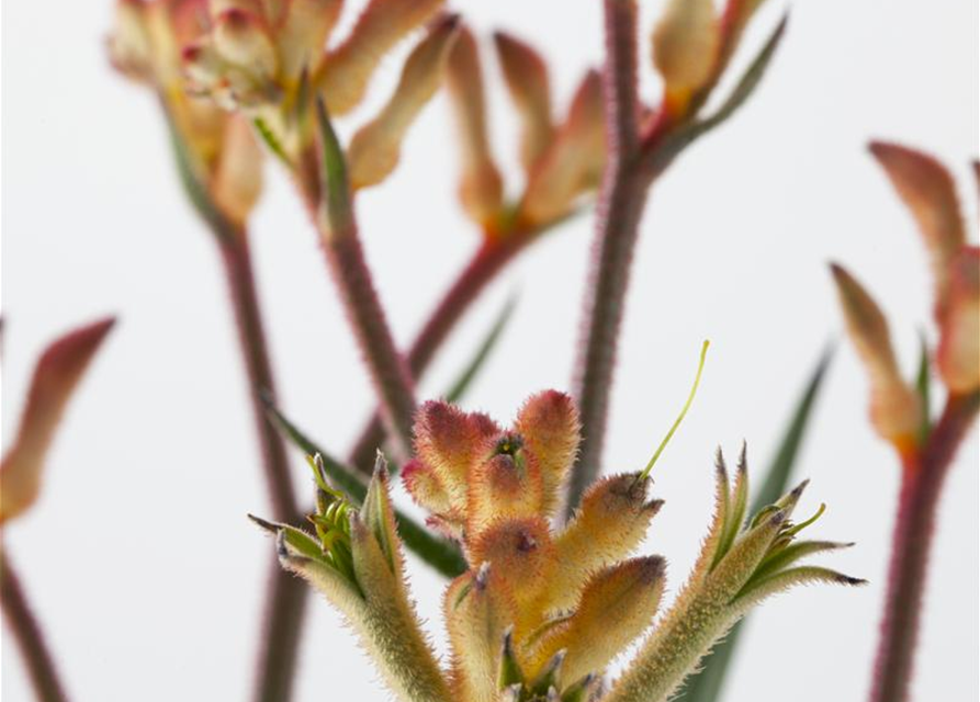 Anigozanthos hybriden