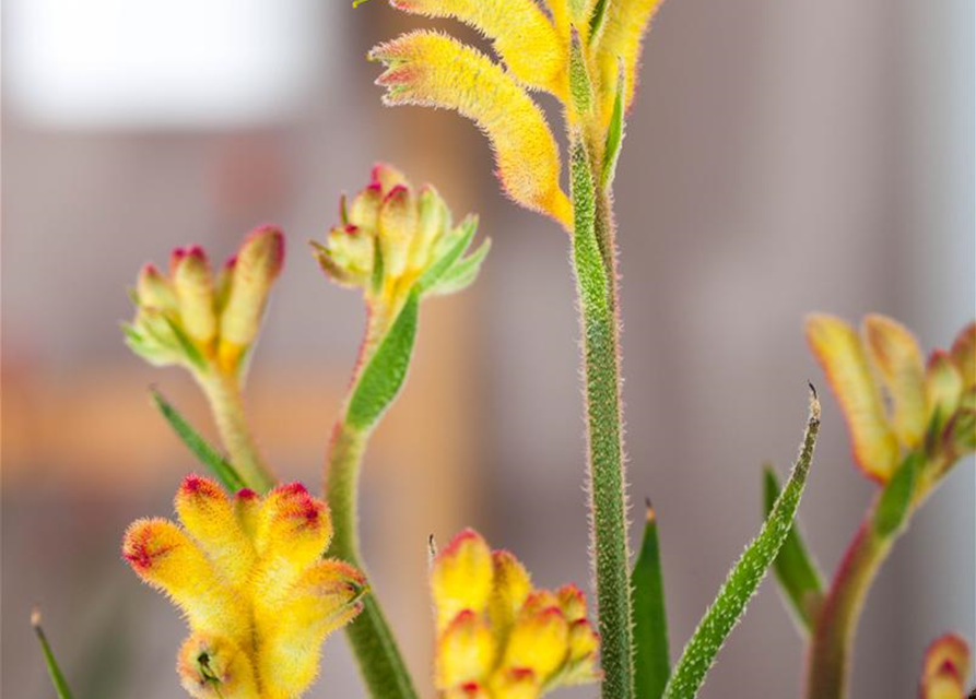 Anigozanthos hybriden