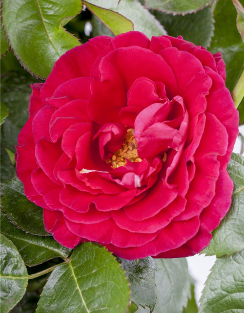 Rosa Hybrida Duft