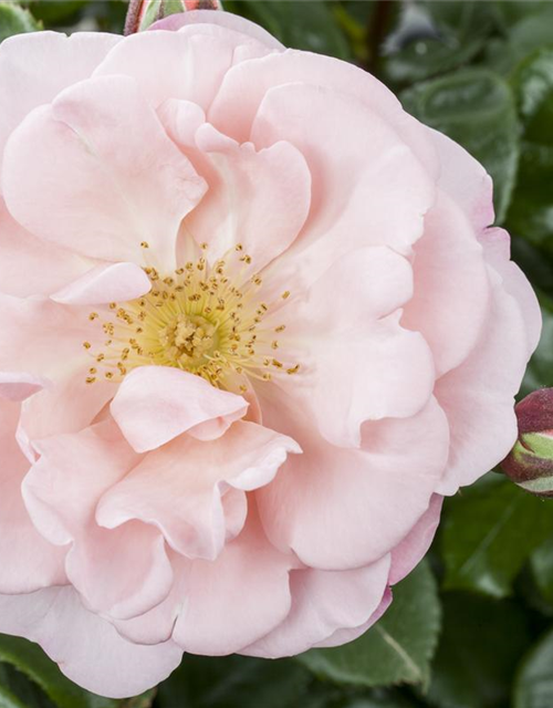 Rosa Hybrida Duft