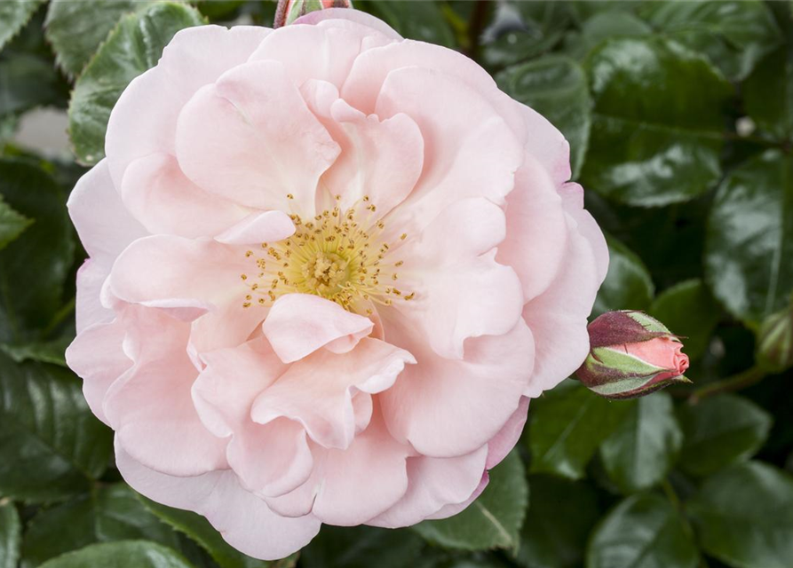 Rosa Hybrida Duft