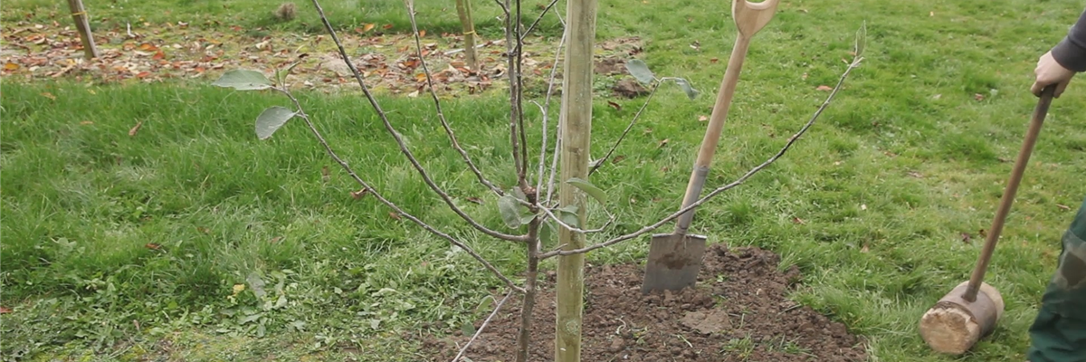 Apfelbaum - Einpflanzen im Garten (thumbnail)