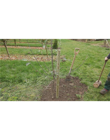 Apfelbaum - Einpflanzen im Garten