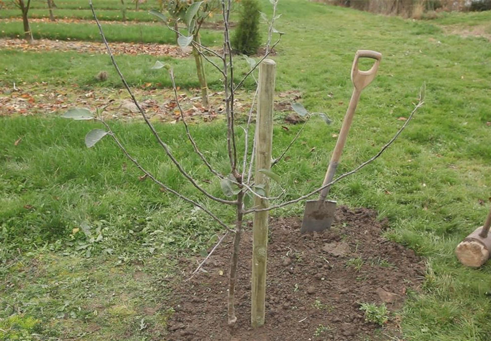 Apfelbaum - Einpflanzen im Garten