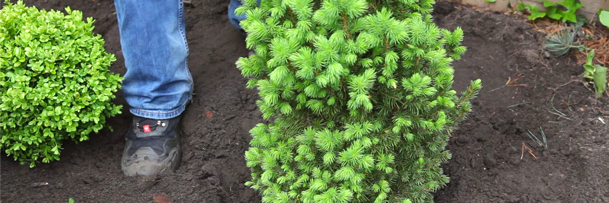 Zuckerhutfichte - Einpflanzen im Garten (thumbnail)