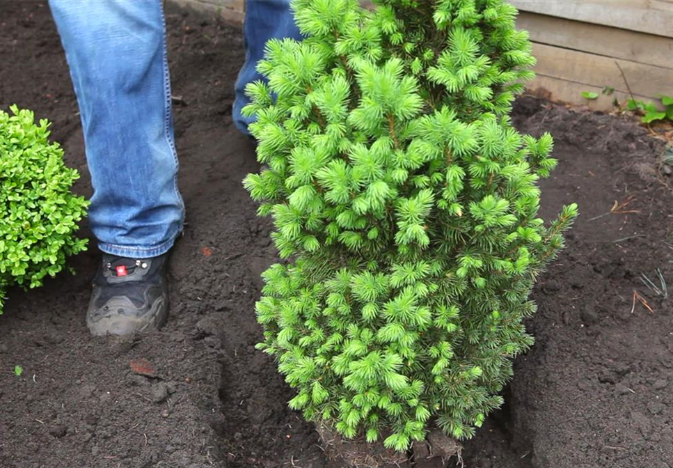 Zuckerhutfichte - Einpflanzen im Garten