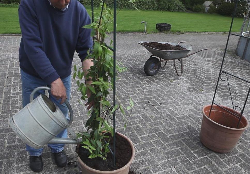 Immergrünes Geißblatt - Einpflanzen am Rankbogen