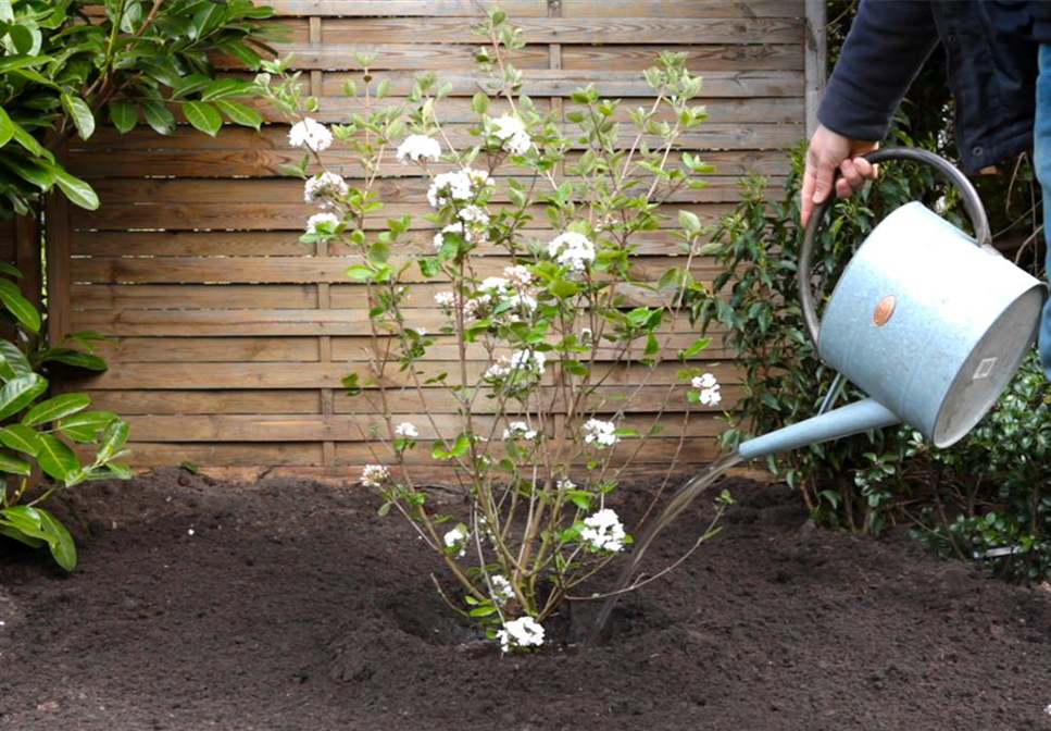 Osterschneeball - Einpflanzen im Garten