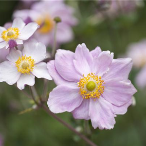 Anemonen bereichern Ihren Garten