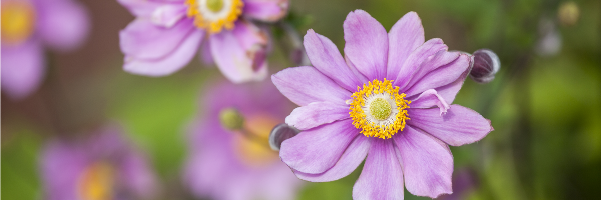 Anemone japonica